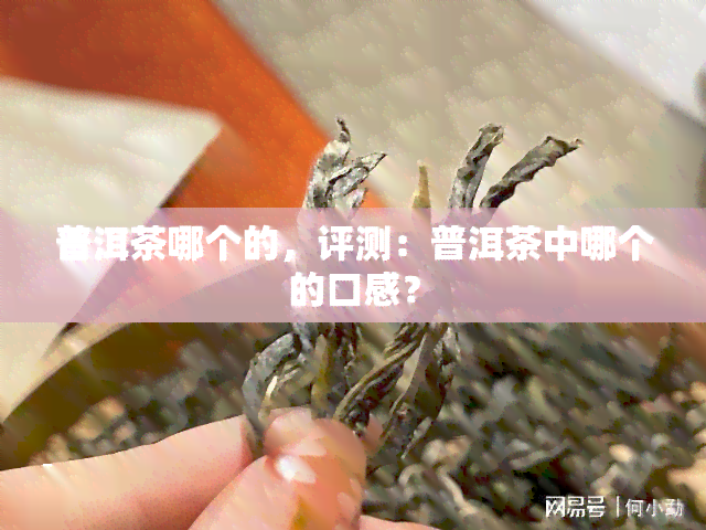 普洱茶哪个的，评测：普洱茶中哪个的口感？