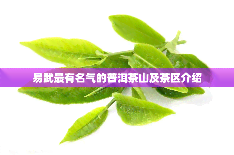 易武最有名气的普洱茶山及茶区介绍