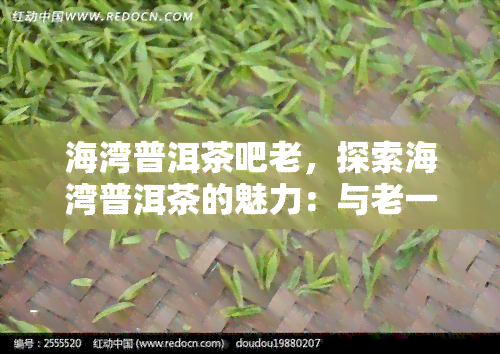 海湾普洱茶吧老，探索海湾普洱茶的魅力：与老一起品味生活的艺术