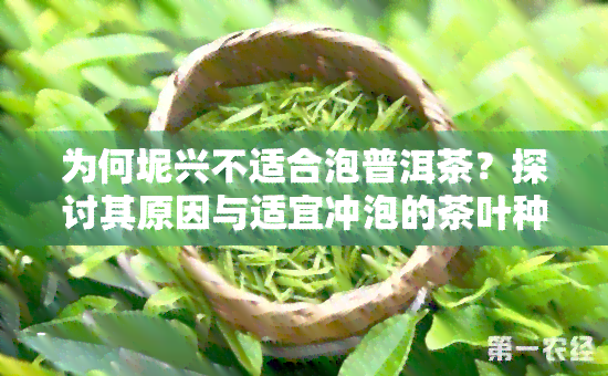 为何坭兴不适合泡普洱茶？探讨其原因与适宜冲泡的茶叶种类