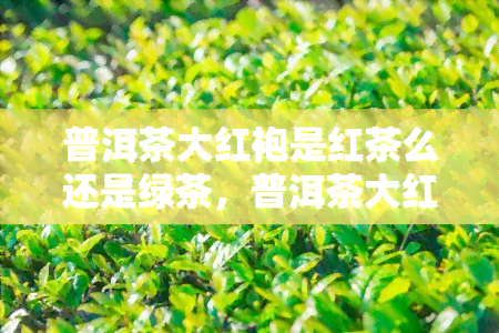 普洱茶大红袍是红茶么还是绿茶，普洱茶大红袍：是红茶还是绿茶？