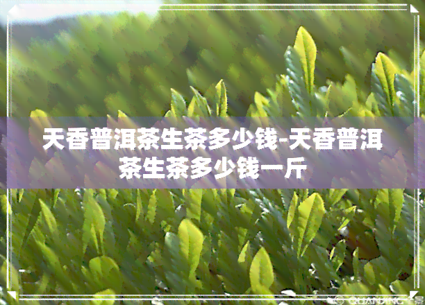 天香普洱茶生茶多少钱-天香普洱茶生茶多少钱一斤