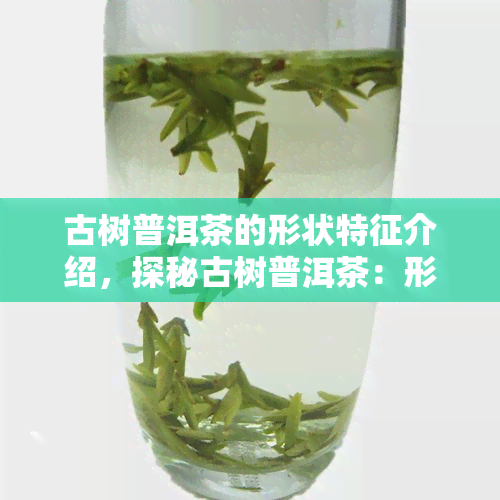 古树普洱茶的形状特征介绍，探秘古树普洱茶：形状特征全解析