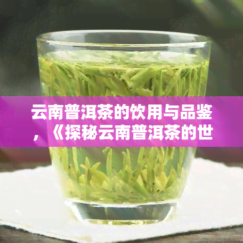 云南普洱茶的饮用与品鉴，《探秘云南普洱茶的世界：饮用与品鉴全解析》