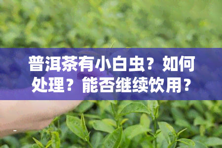 普洱茶有小白虫？如何处理？能否继续饮用？