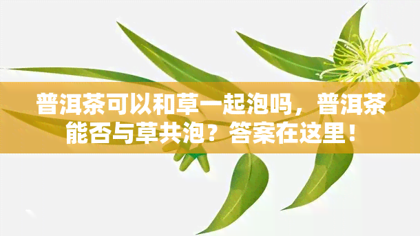 普洱茶可以和草一起泡吗，普洱茶能否与草共泡？答案在这里！