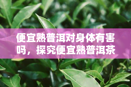 便宜熟普洱对身体有害吗，探究便宜熟普洱茶是否对人体有害？