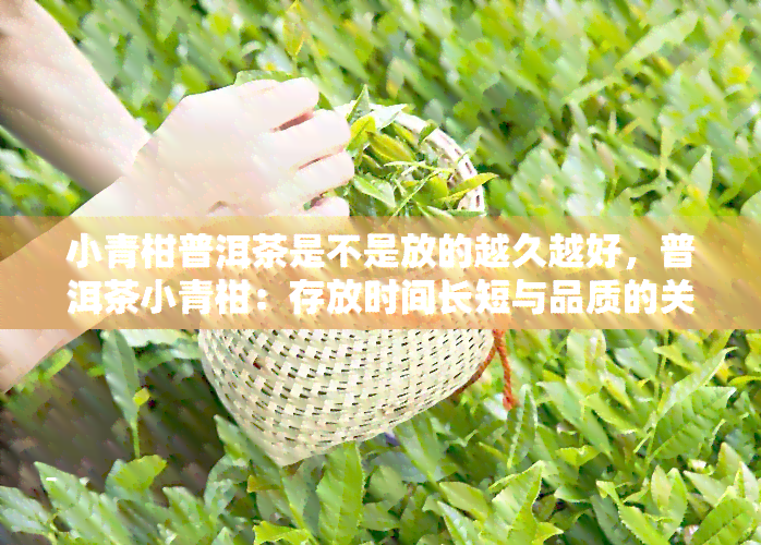 小青柑普洱茶是不是放的越久越好，普洱茶小青柑：存放时间长短与品质的关系