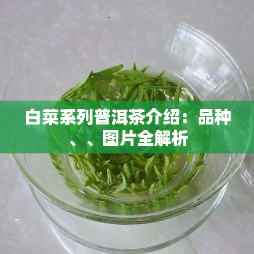 白菜系列普洱茶介绍：品种、、图片全解析