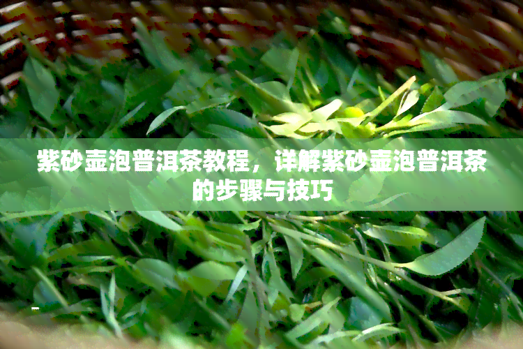 紫砂壶泡普洱茶教程，详解紫砂壶泡普洱茶的步骤与技巧