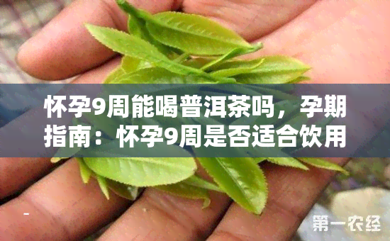 怀孕9周能喝普洱茶吗，孕期指南：怀孕9周是否适合饮用普洱茶？