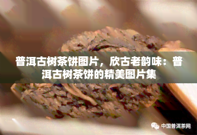 普洱古树茶饼图片，欣古老韵味：普洱古树茶饼的精美图片集