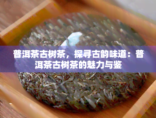 普洱茶古树茶，探寻古韵味道：普洱茶古树茶的魅力与鉴