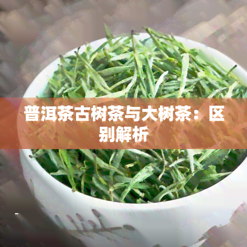 普洱茶古树茶与大树茶：区别解析