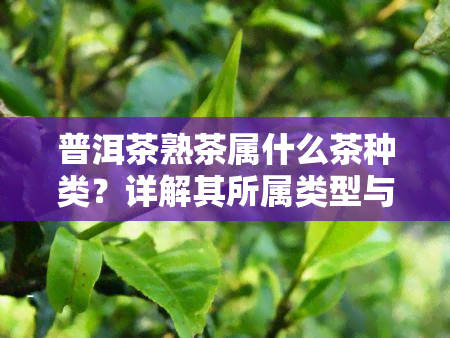 普洱茶熟茶属什么茶种类？详解其所属类型与特点