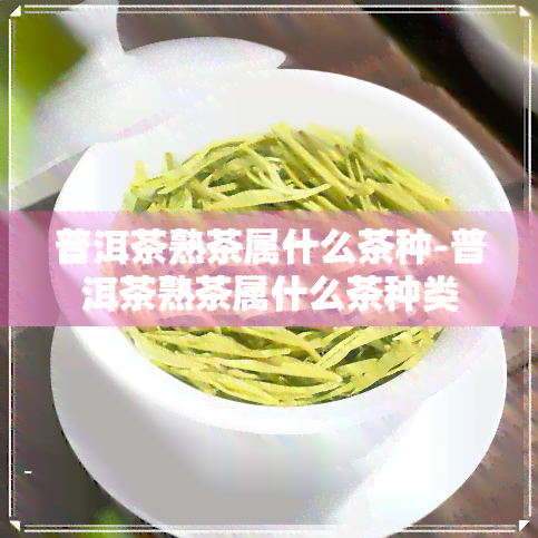 普洱茶熟茶属什么茶种-普洱茶熟茶属什么茶种类