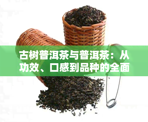 古树普洱茶与普洱茶：从功效、口感到品种的全面比较