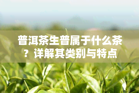 普洱茶生普属于什么茶？详解其类别与特点