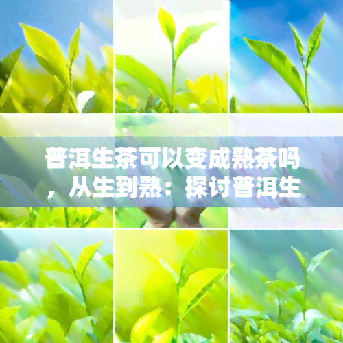 普洱生茶可以变成熟茶吗，从生到熟：探讨普洱生茶的转化过程