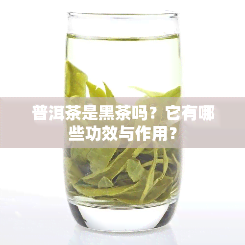 普洱茶是黑茶吗？它有哪些功效与作用？