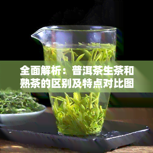 全面解析：普洱茶生茶和熟茶的区别及特点对比图