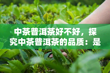 中茶普洱茶好不好，探究中茶普洱茶的品质：是否值得品尝？