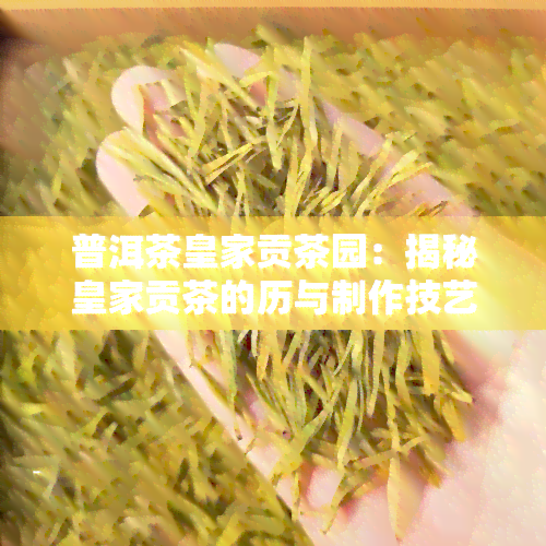 普洱茶皇家贡茶园：揭秘皇家贡茶的历与制作技艺