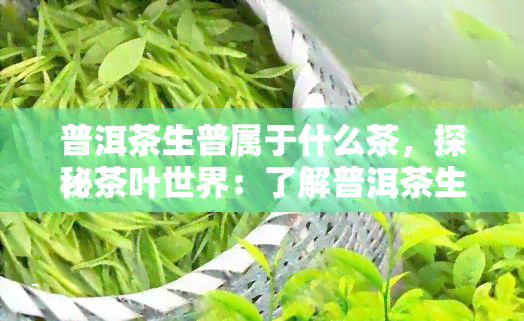 普洱茶生普属于什么茶，探秘茶叶世界：了解普洱茶生普的种类与特点