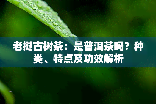 老挝古树茶：是普洱茶吗？种类、特点及功效解析