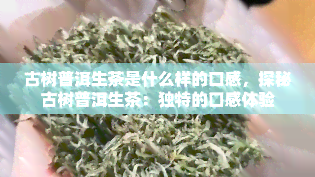 古树普洱生茶是什么样的口感，探秘古树普洱生茶：独特的口感体验