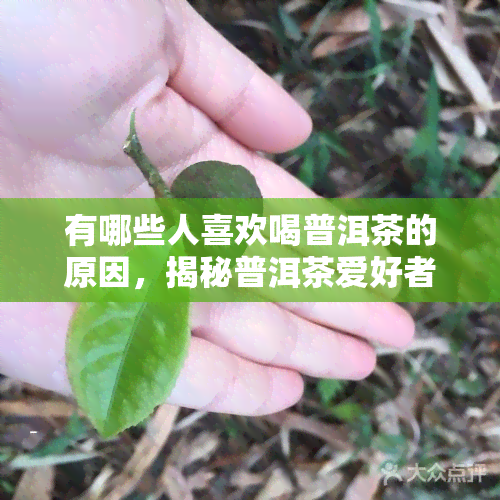 有哪些人喜欢喝普洱茶的原因，揭秘普洱茶爱好者：他们为何爱这种独特的茶叶？