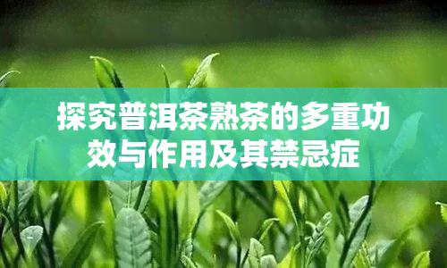 探究普洱茶熟茶的多重功效与作用及其禁忌症