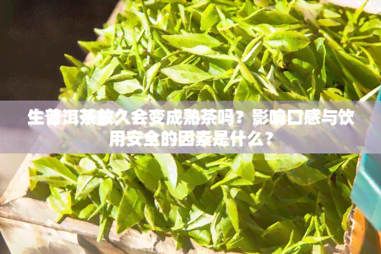 生普洱茶放久会变成熟茶吗？影响口感与饮用安全的因素是什么？