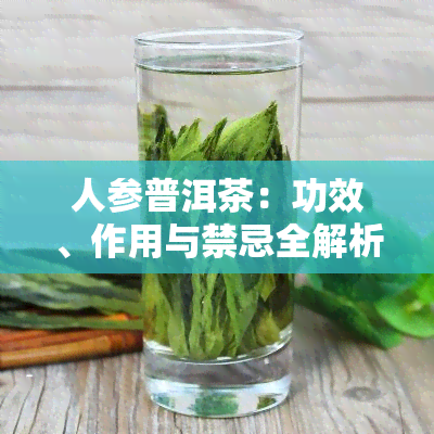 人参普洱茶：功效、作用与禁忌全解析