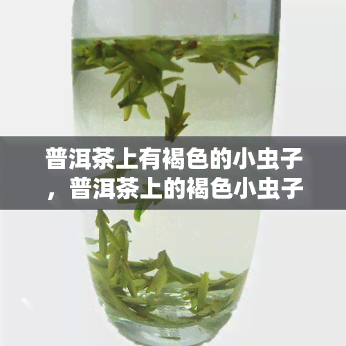 普洱茶上有褐色的小虫子，普洱茶上的褐色小虫子是什么？有何影响？