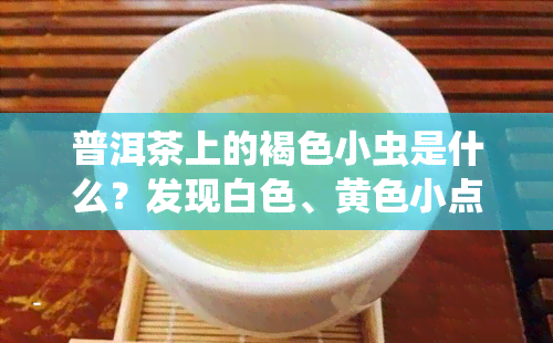 普洱茶上的褐色小虫是什么？发现白色、黄色小点又该如何处理？