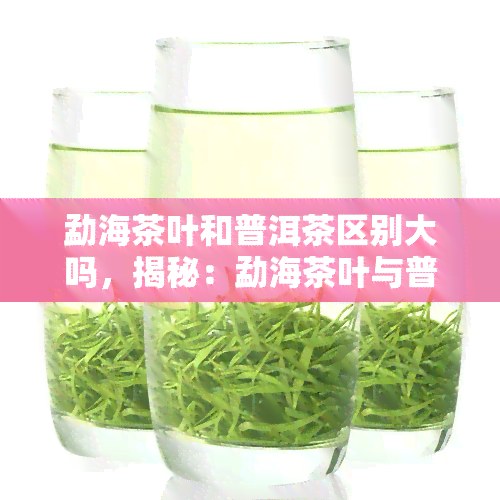 勐海茶叶和普洱茶区别大吗，揭秘：勐海茶叶与普洱茶有何不同？