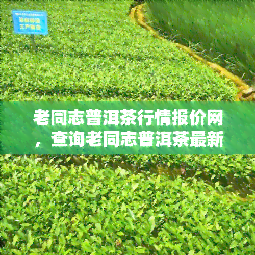 老同志普洱茶行情报价网，查询老同志普洱茶最新行情，就来老同志普洱茶行情报价网！