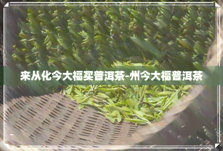 来从化今大福买普洱茶-州今大福普洱茶