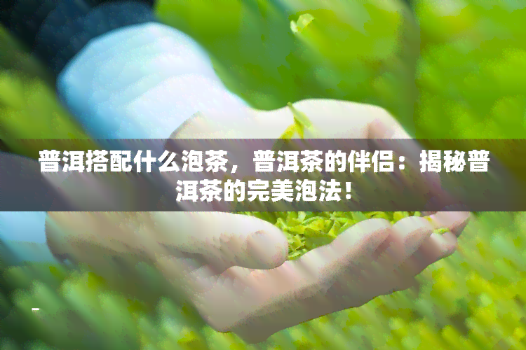 普洱搭配什么泡茶，普洱茶的伴侣：揭秘普洱茶的完美泡法！