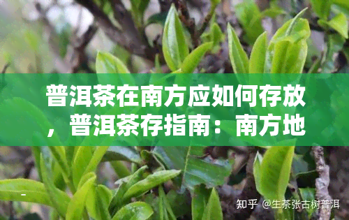 普洱茶在南方应如何存放，普洱茶存指南：南方地区的正确保存方法