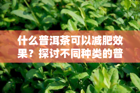 什么普洱茶可以减肥效果？探讨不同种类的普洱茶对减肥的影响