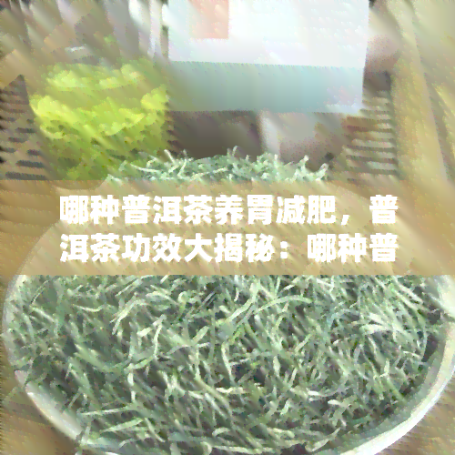 哪种普洱茶养胃减肥，普洱茶功效大揭秘：哪种普洱茶最适合养胃减肥？