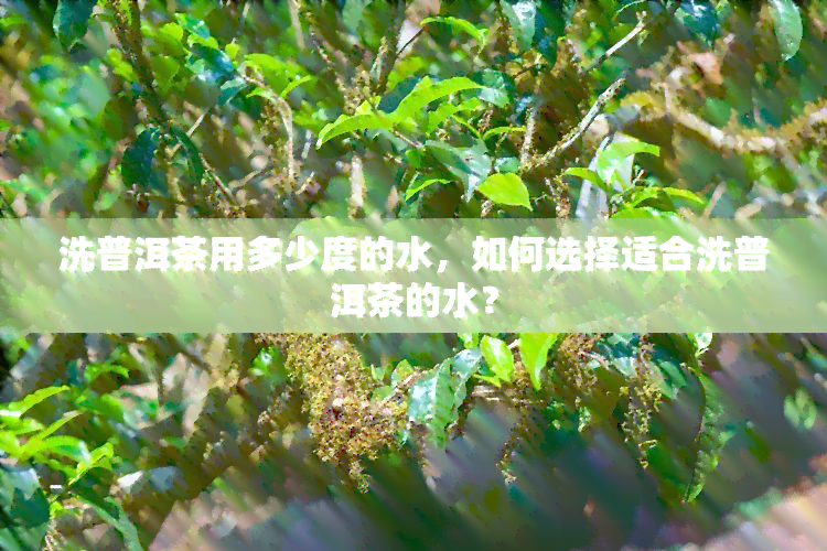 洗普洱茶用多少度的水，如何选择适合洗普洱茶的水？