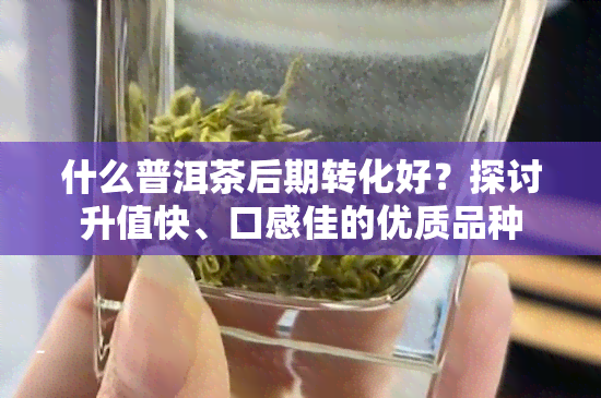 什么普洱茶后期转化好？探讨升值快、口感佳的优质品种