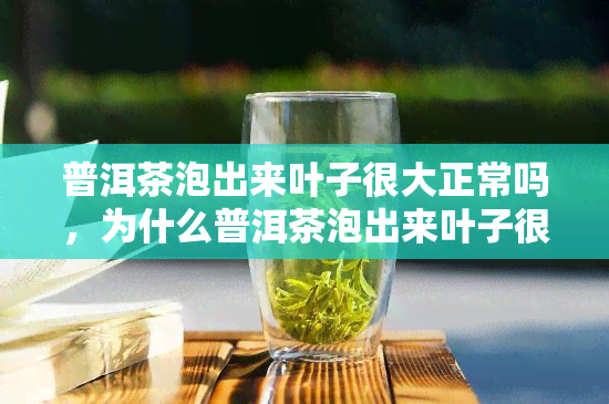 普洱茶泡出来叶子很大正常吗，为什么普洱茶泡出来叶子很大？正常吗？