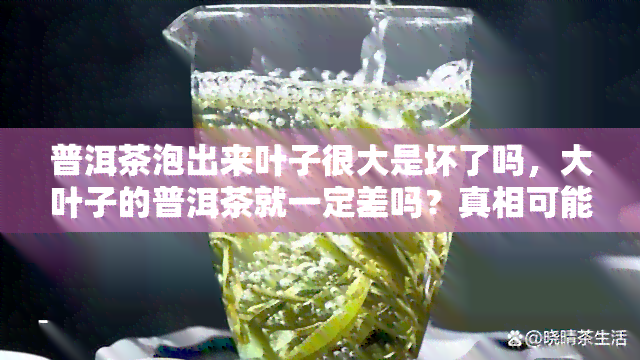 普洱茶泡出来叶子很大是坏了吗，大叶子的普洱茶就一定差吗？真相可能出乎你的意料！