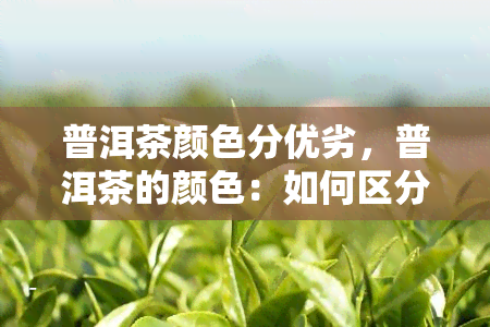 普洱茶颜色分优劣，普洱茶的颜色：如何区分好坏？