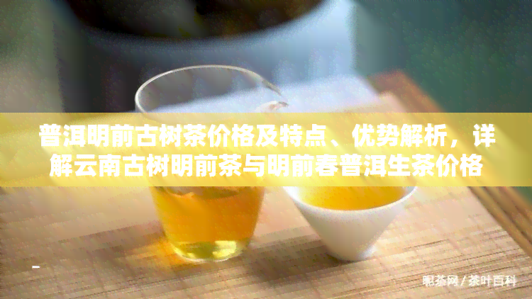 普洱明前古树茶价格及特点、优势解析，详解云南古树明前茶与明前春普洱生茶价格