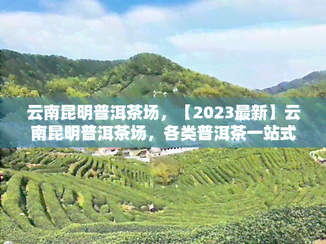 云南昆明普洱茶场，【2023最新】云南昆明普洱茶场，各类普洱茶一站式购齐！